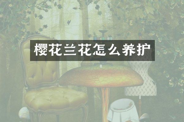 樱花兰花怎么养护