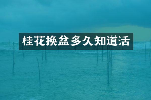 桂花换盆多久知道活