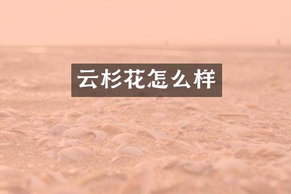云杉花怎么样