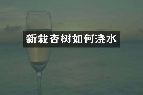 新栽杏树如何浇水