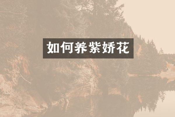 如何养紫娇花