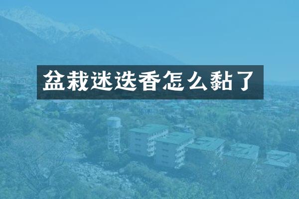 盆栽迷迭香怎么黏了