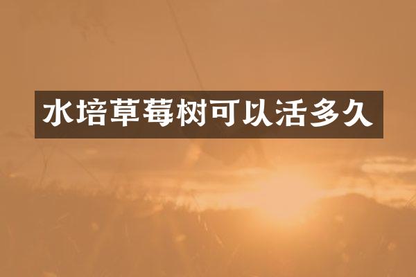 水培草莓树可以活多久