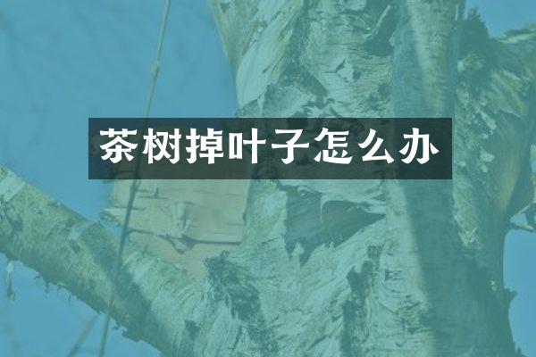 茶树掉叶子怎么办