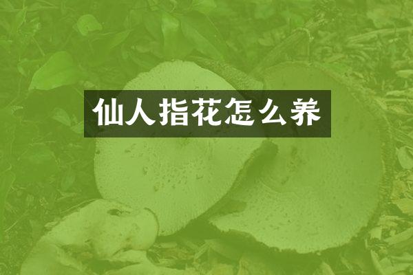 仙人指花怎么养