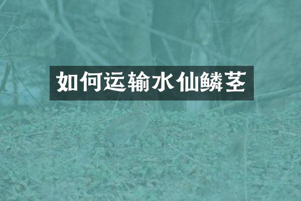 如何运输水仙鳞茎