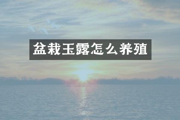 盆栽玉露怎么养殖