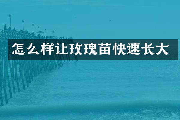 怎么样让玫瑰苗快速长大