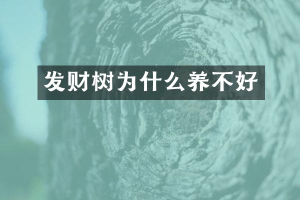 发财树为什么养不好