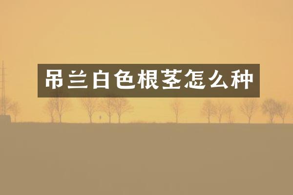 吊兰白色根茎怎么种