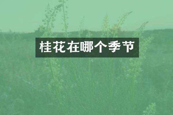 桂花在哪个季节
