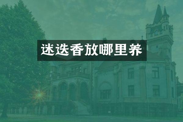 迷迭香放哪里养