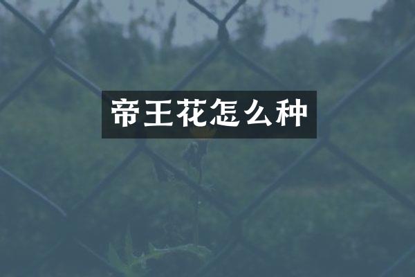 帝王花怎么种