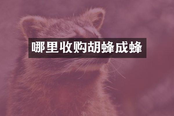 哪里收购胡蜂成蜂
