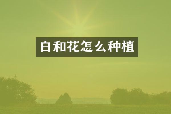 白和花怎么种植