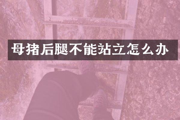 母猪后腿不能站立怎么办