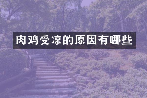 肉鸡受凉的原因有哪些