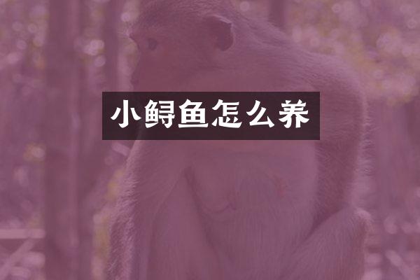 小鲟鱼怎么养