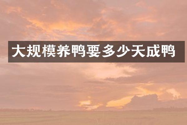 大规模养鸭要多少天成鸭
