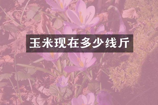 玉米现在多少线斤