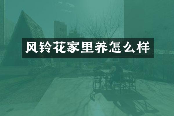 风铃花家里养怎么样