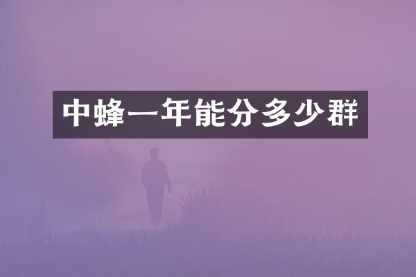中蜂一年能分多少群