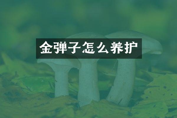 金弹子怎么养护