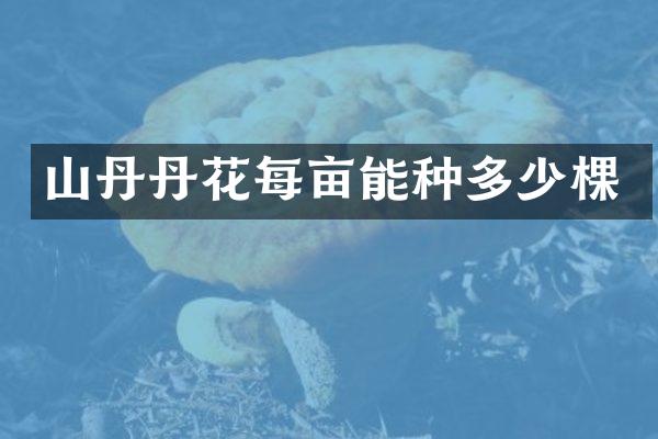 山丹丹花每亩能种多少棵