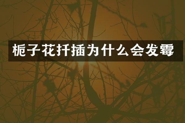 栀子花扦插为什么会发霉
