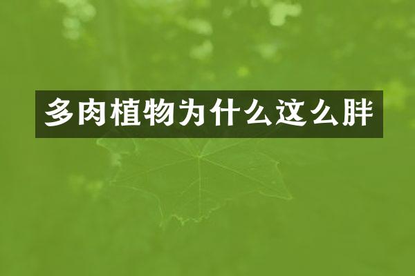 多肉植物为什么这么胖