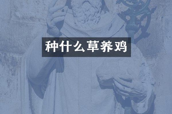 种什么草养鸡