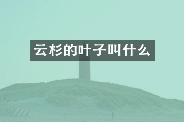 云杉的叶子叫什么