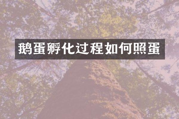 鹅蛋孵化过程如何照蛋