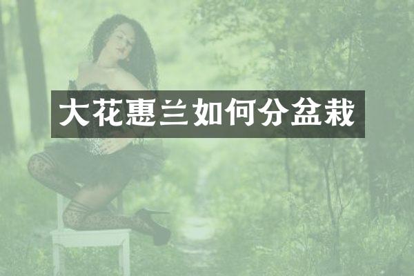 大花惠兰如何分盆栽