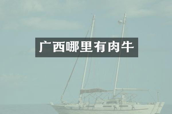 广西哪里有肉牛