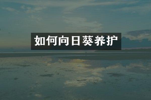 如何向日葵养护
