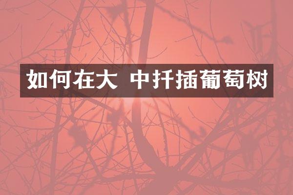 如何在大 中扦插葡萄树