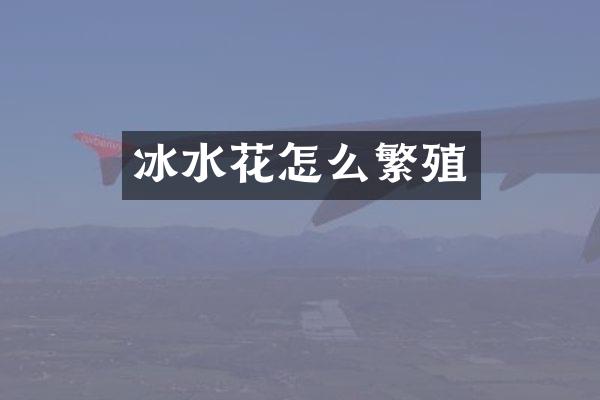 冰水花怎么繁殖