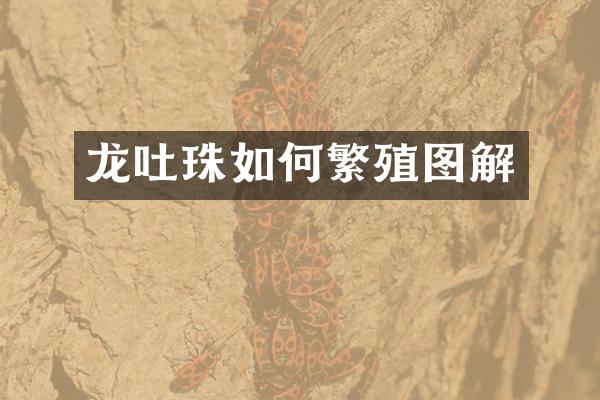龙吐珠如何繁殖图解