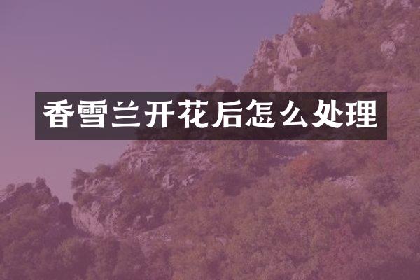 香雪兰开花后怎么处理