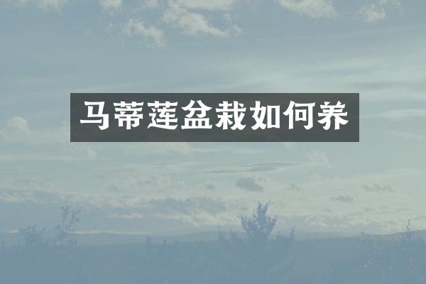 马蒂莲盆栽如何养