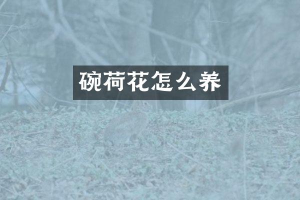 碗荷花怎么养