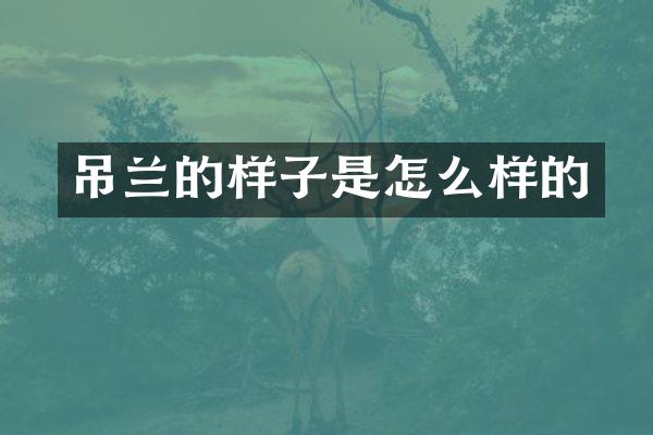 吊兰的样子是怎么样的