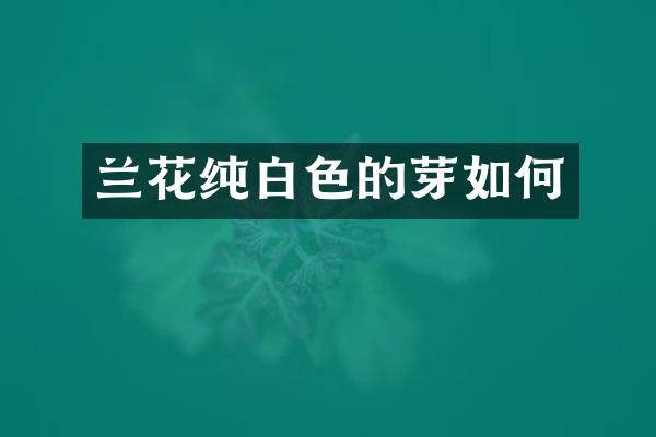 兰花纯白色的芽如何