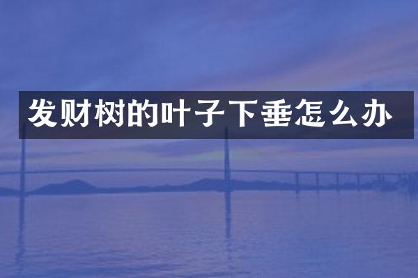 发财树的叶子下垂怎么办