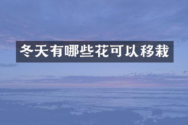 冬天有哪些花可以移栽