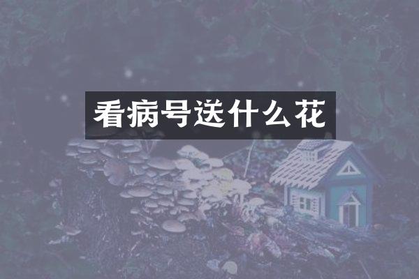 看病号送什么花
