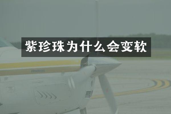紫珍珠为什么会变软