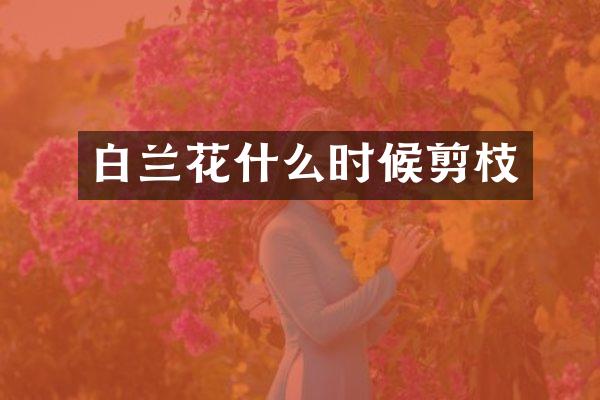 白兰花什么时候剪枝
