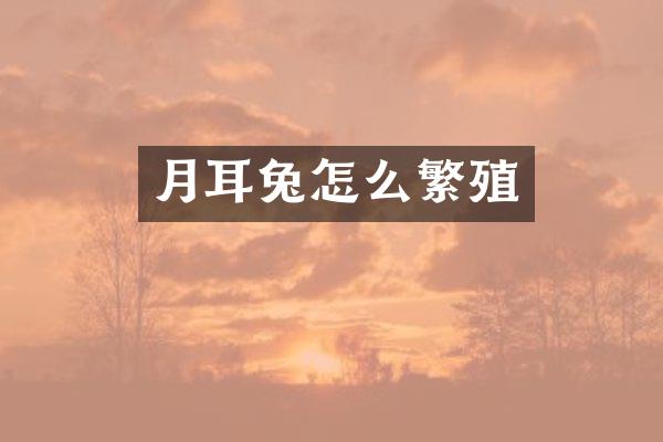 月耳兔怎么繁殖